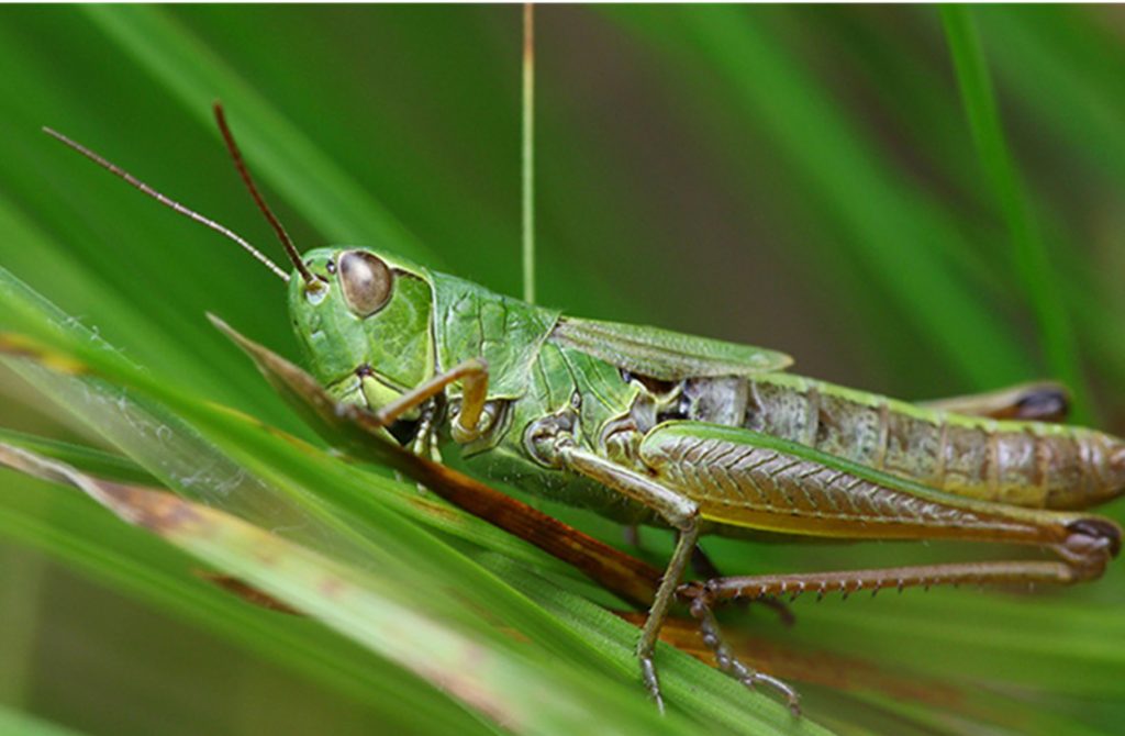 Common Types Of Garden Pests.